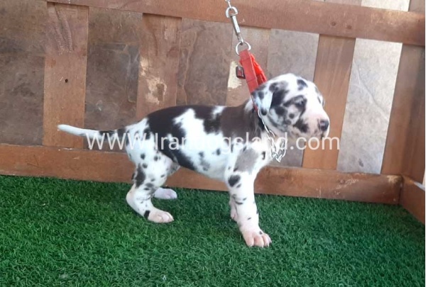 ---greatdane-75_8