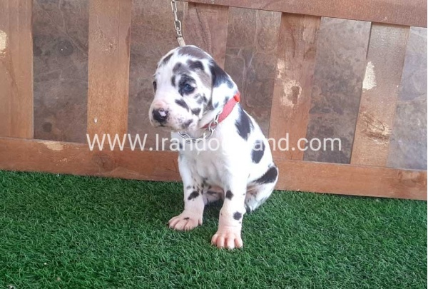 ---greatdane-75_9