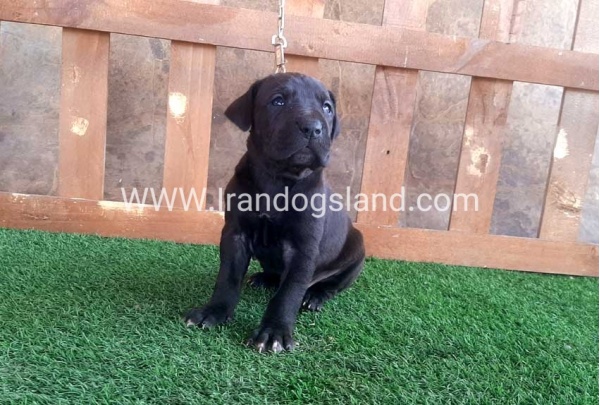 ---greatdane-78_10