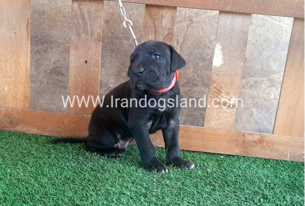 ---greatdane-78_2