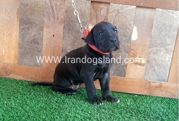 ---greatdane-78_3