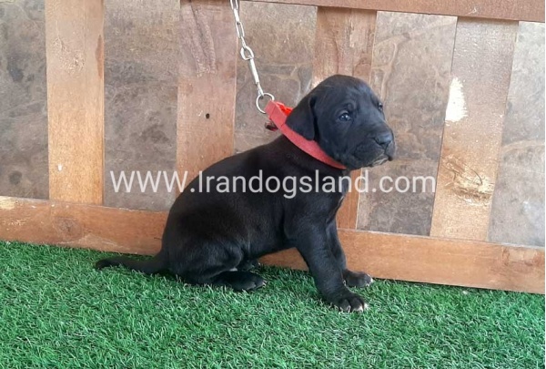 ---greatdane-78_4