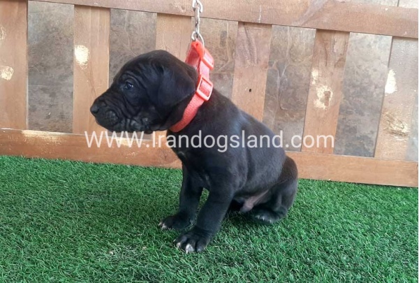 ---greatdane-78_5