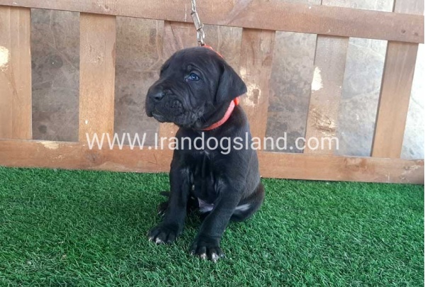 ---greatdane-78_6