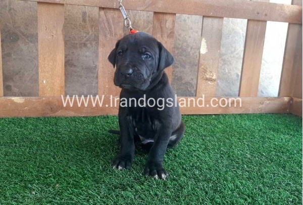 ---greatdane-78_7