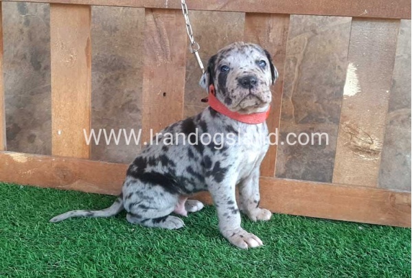 ---greatdane-79_10