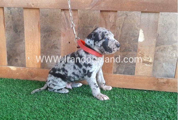 ---greatdane-79_11