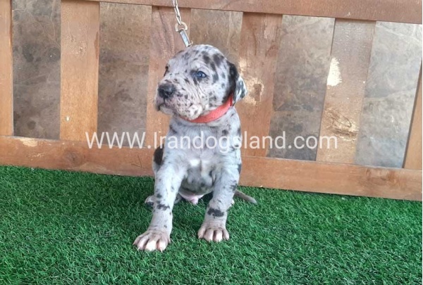 ---greatdane-79_2