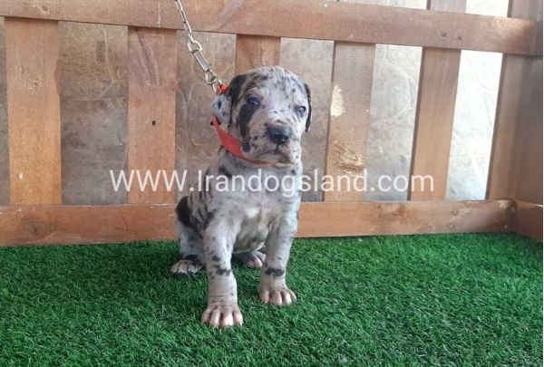 ---greatdane-79_4