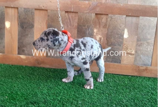 ---greatdane-79_5