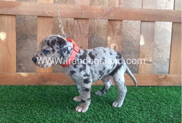 ---greatdane-79_6