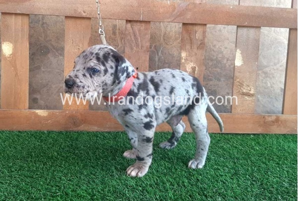 ---greatdane-79_7