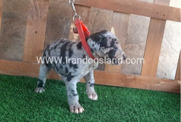 ---greatdane-79_8