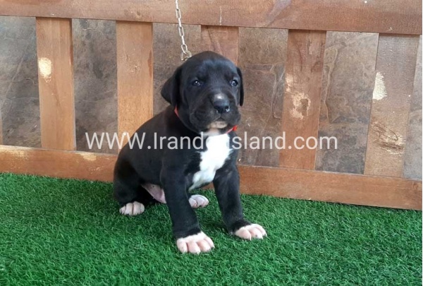 ---greatdane-80_1