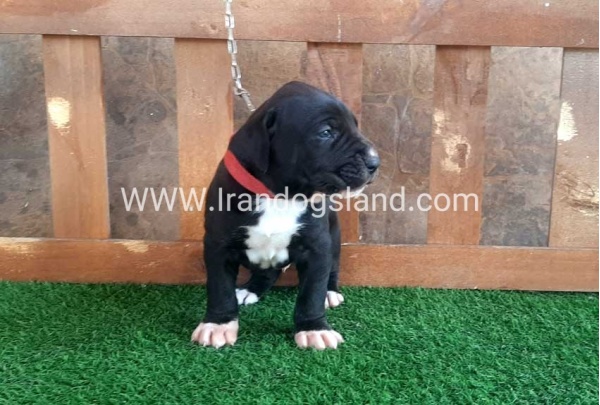 ---greatdane-80_10