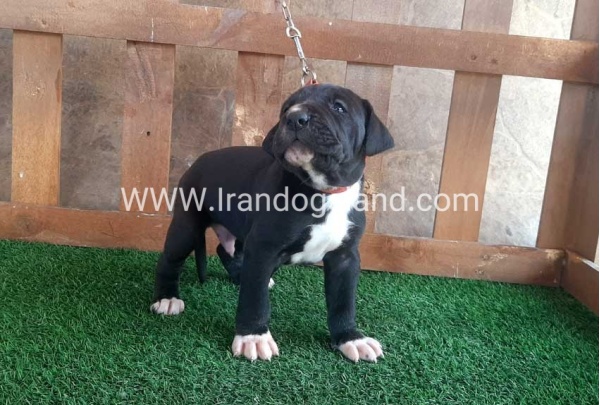 ---greatdane-80_12