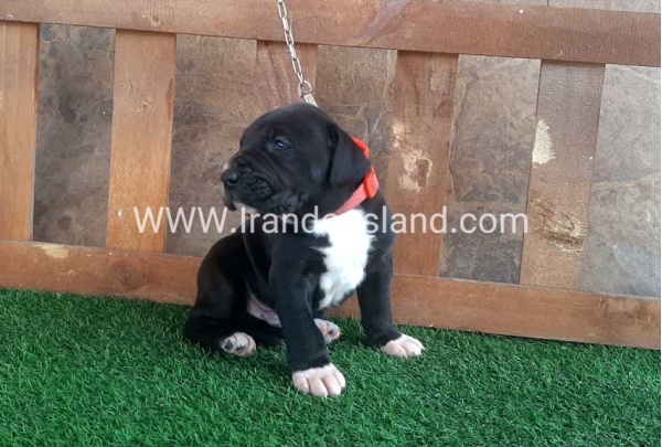 ---greatdane-80_13