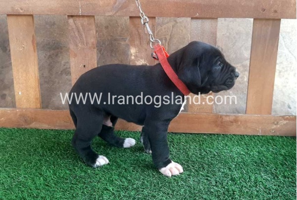 ---greatdane-80_14