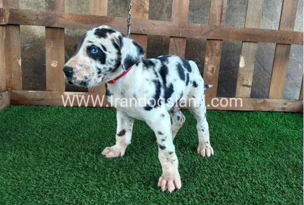 ---greatdane-81_1