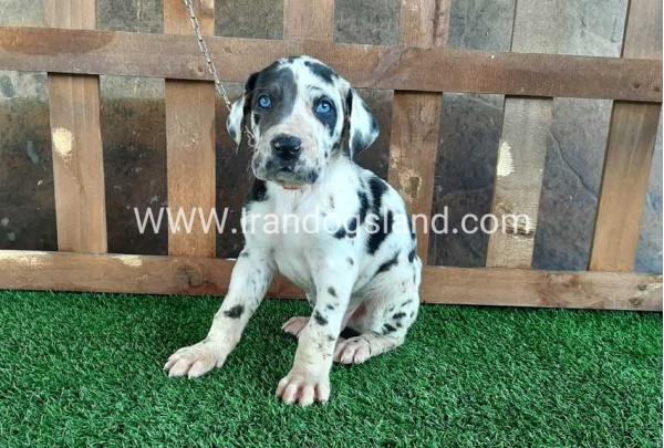 ---greatdane-81_10