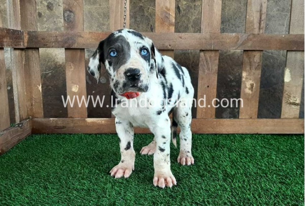 ---greatdane-81_11