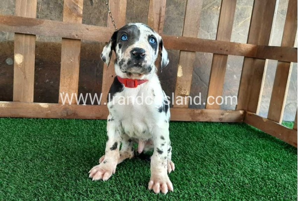 ---greatdane-81_12