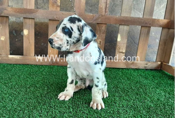 ---greatdane-81_13