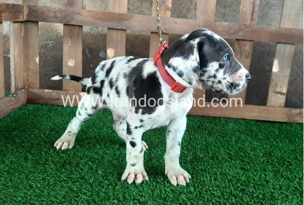 ---greatdane-81_2