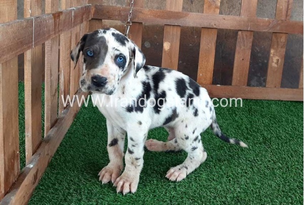 ---greatdane-81_4