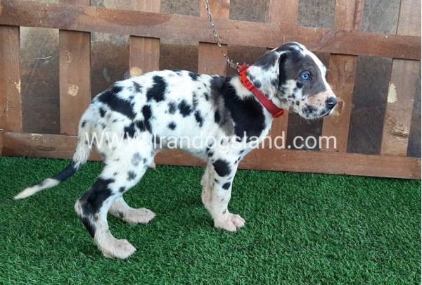 ---greatdane-81_5