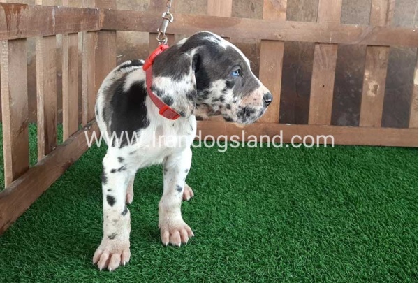 ---greatdane-81_6