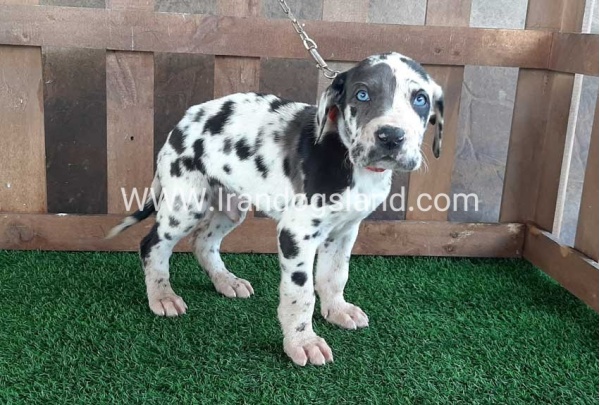 ---greatdane-81_7