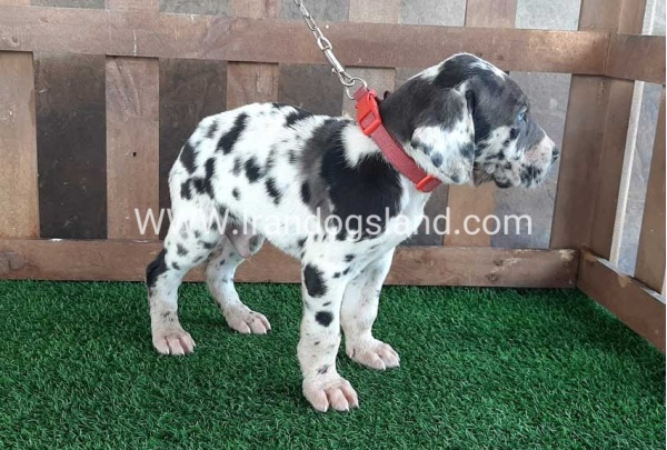 ---greatdane-81_8