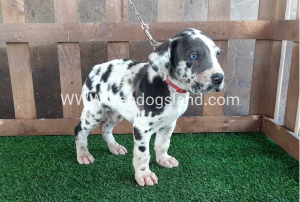 ---greatdane-81_9