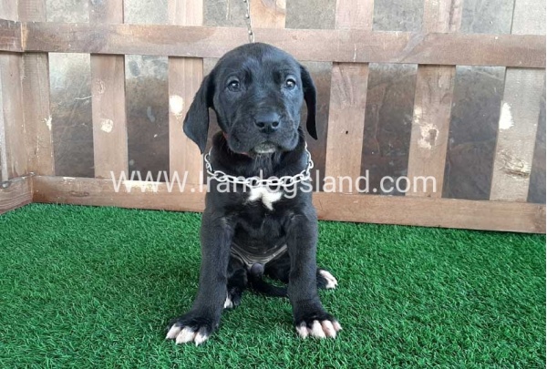 ---greatdane-82_1