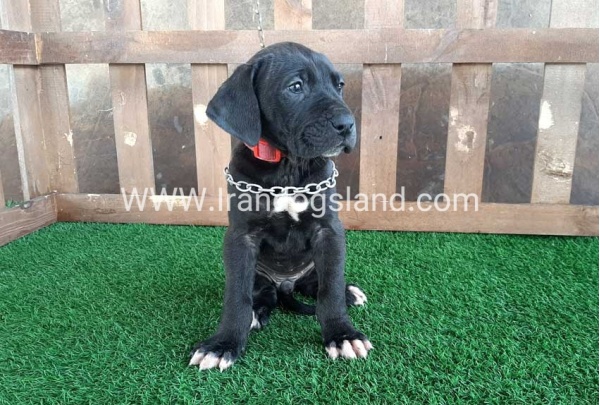 ---greatdane-82_2