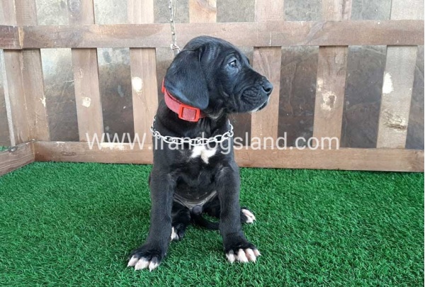 ---greatdane-82_3