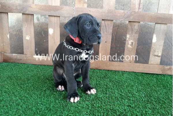 ---greatdane-82_5