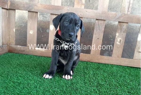 ---greatdane-82_6