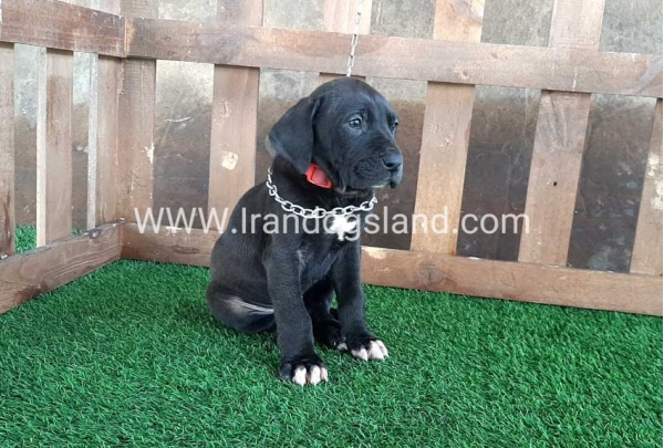 ---greatdane-82_8