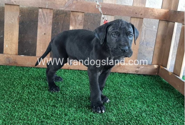 ---greatdane-83_10