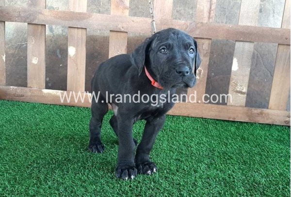 ---greatdane-83_11