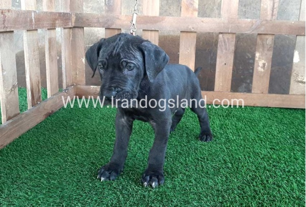 ---greatdane-83_2