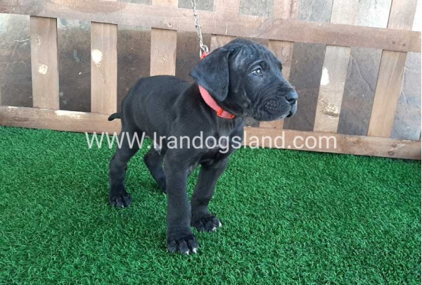 ---greatdane-83_4