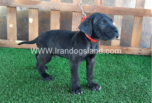---greatdane-83_7