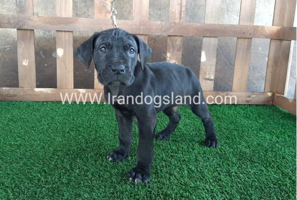 ---greatdane-83_8