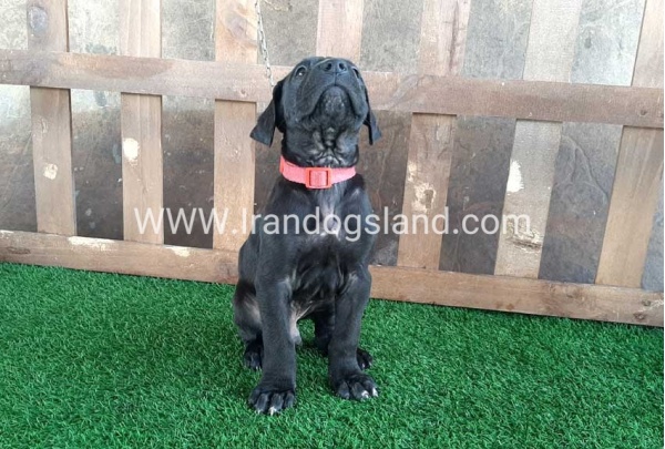 ---greatdane-83_9