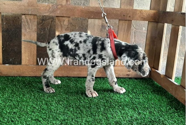 ---greatdane-85_1