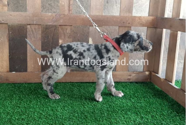 ---greatdane-85_2