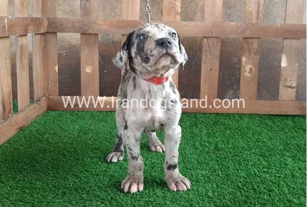 ---greatdane-85_3